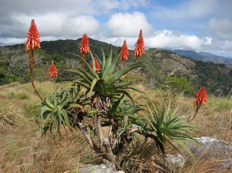 Tipos De Aloe Vera