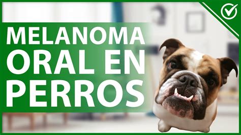 Melanoma Oral en Perros Qué es Causas Síntomas Diagnóstico y