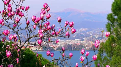 Magenta Buds Of Magnolia Liliiflora Against Lake Lugano Paradiso