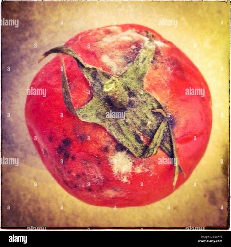 Rotten Tomato Hi Res Stock Photography And Images Alamy