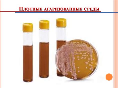 Основные принципы культивирования микроорганизмов. Влияние факторов ...