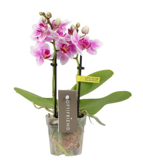 Optifriend Opti Flor