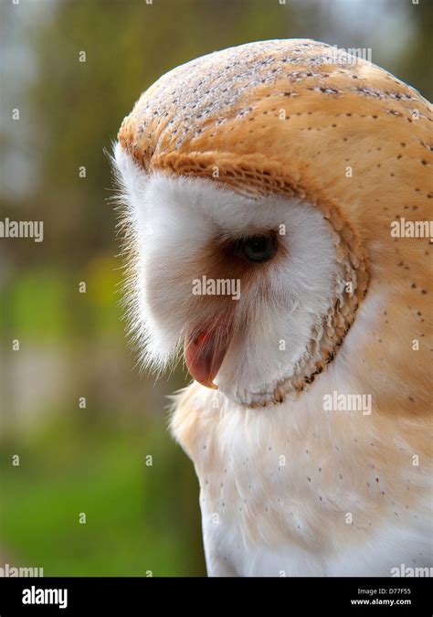 English barn owl portrait Stock Photo - Alamy