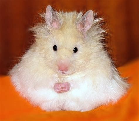 28 best images about Teddy Bear Hamsters on Pinterest | Einstein ...