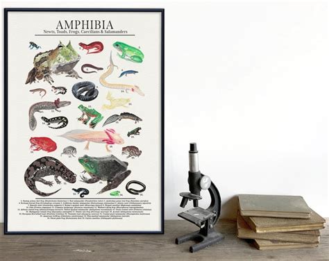 Amphibians and Reptiles Educational Poster Laminated for Quality - Etsy