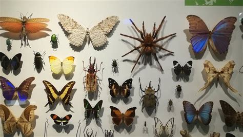 Insectarium De Montréal 2021 Ce Quil Faut Savoir Pour Votre Visite