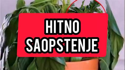 Hitno Saopstenje Ovo Cvece Svi Imamo U Kuci A Otrovno Je Brzo