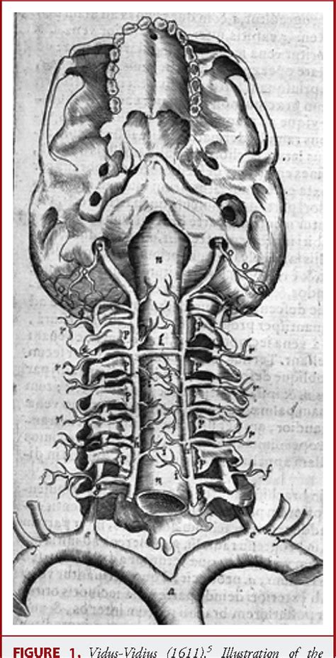 Figure 1 from History of the Vertebral Venous Plexus and the ...