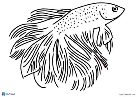 14 Free Betta Fish Coloring Page Printables Esl Vault