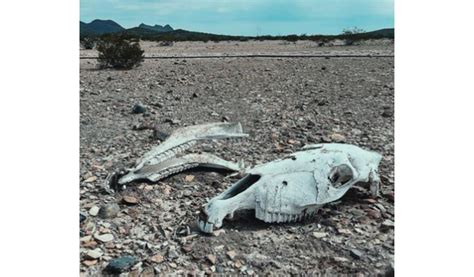 La zona del silencio desierto en México donde los animales mueren La