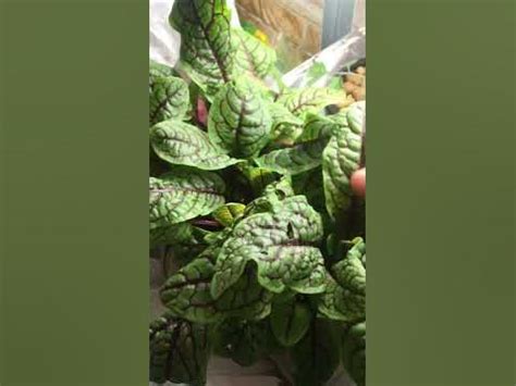 🌿Щавель Красная лава - потрясающе красивые жилки🤩 - YouTube