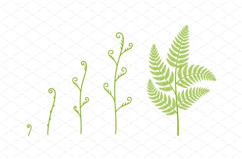 Fern plant growth stages | Illustrations ~ Creative Market