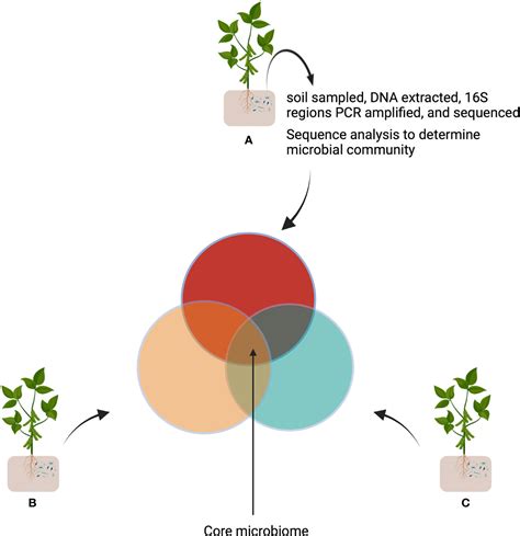 Frontiers The Role Of Synthetic Microbial Communities SynCom In