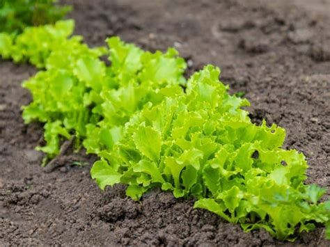 Simple Lettuce Growing Tips for Home Gardeners