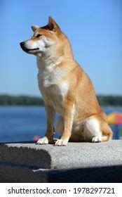 1,208 Dog Siba Inu Images, Stock Photos & Vectors | Shutterstock