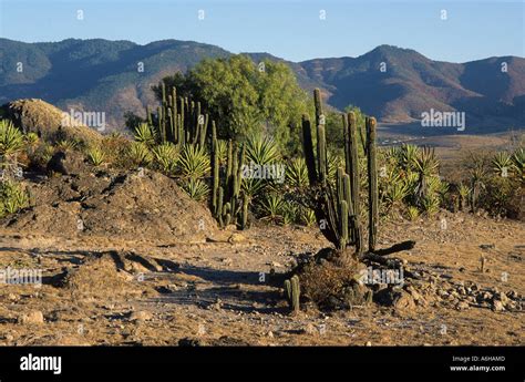 Mexico Oaxaca Mitla Landscape With Cactus And Yucca Stock Photo