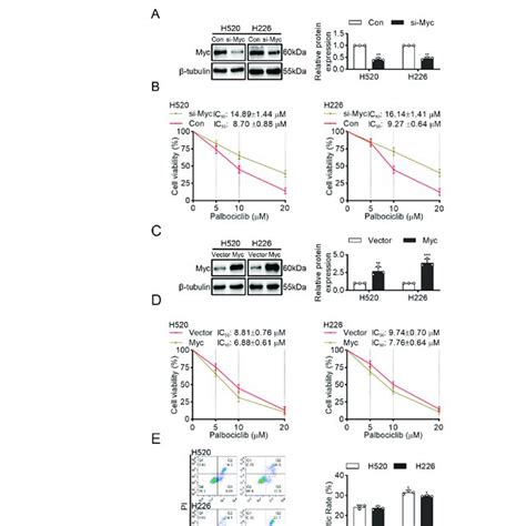 Model Palbociclib Induced Cell Apoptosis Via Inhibition Of Src Stat