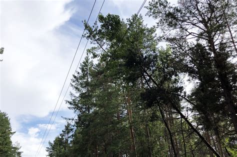 Using Ai For Vegetation Risk Assessment Near Power Lines