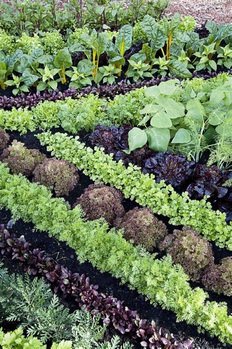 21 Pretty Vegetable Garden Ideas For This Year Sharonsable