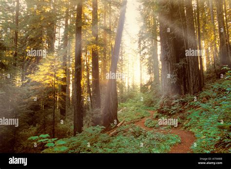 Redwood Trees California Stock Photo - Alamy