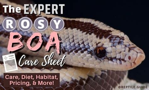 The Expert Rosy Boa Care Sheet: Diet, Habitat & More for Beginners