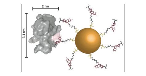 Peptide Conjugated Ultrasmall Gold Nanoparticles Nm For Selective