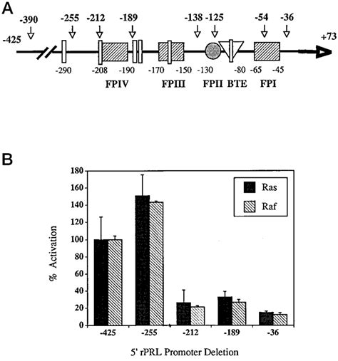 Mapping Of The Ras And Raf Responsive Element Of The Proximal Rprl Download Scientific Diagram