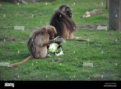 Animals in wildlife sanctuary Stock Photo - Alamy