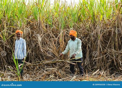 Sugarcane Farmers In Sugar Cane Field Worker Cutting Sugarcane