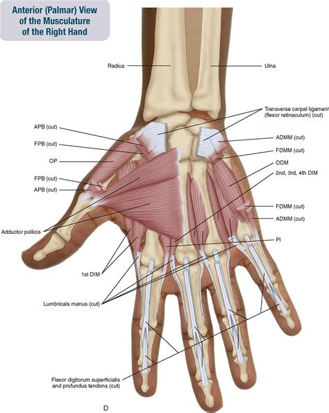 Muscles Of The Forearm And Hand Musculoskeletal Key