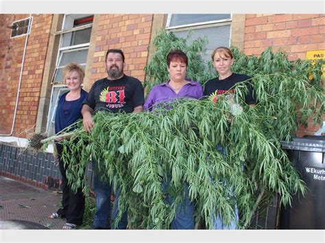 Learners report dagga trees | Springs Advertiser