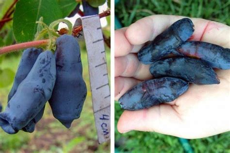 Жимолость Дочь великана: описание сорта, посадка и уход, плюсы и минусы