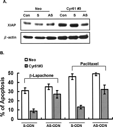 Cyr61 Expression Confers Resistance To Apoptosis In Breast Cancer Mcf 7