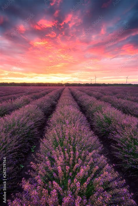 Lavender field at sunrise / Stunning view with a beautiful lavender ...