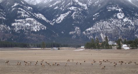 Clan of the Mountaindreamers: Elk Herd