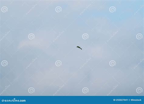 Abejas Europeas Lejanas Con Alas Abiertas Volando En Cielo Azul Imagen