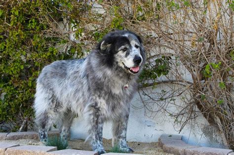 Newfoundland Great Pyrenees Mix Pictures Care Guide Temperament