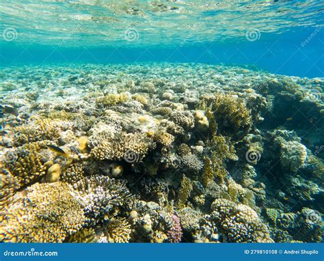 Coral Reef Under Sea Water. Stock Photo - Image of blue, reef: 279810108