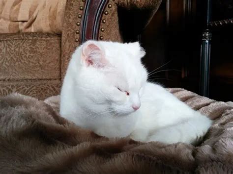 Photo Gallery Pussy Hunting Around The World Halfway Anywhere