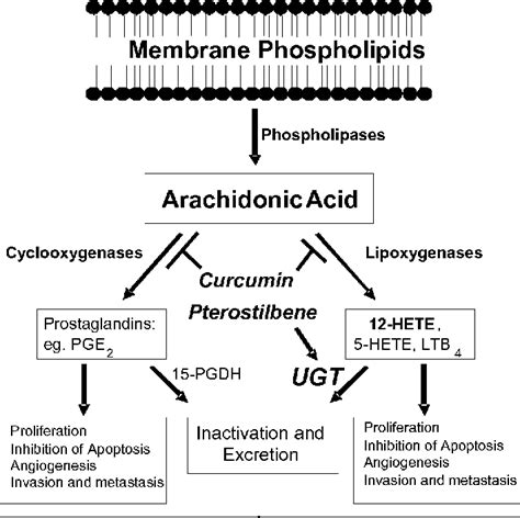 Figure 1 From PTEROSTILBENE AND CURCUMN COMBINATION FORTREATMENT OF