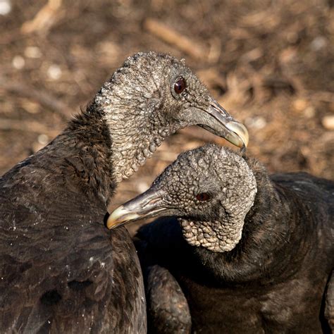 Why Vultures Might Just Be the Smartest Birds Above the Block ...