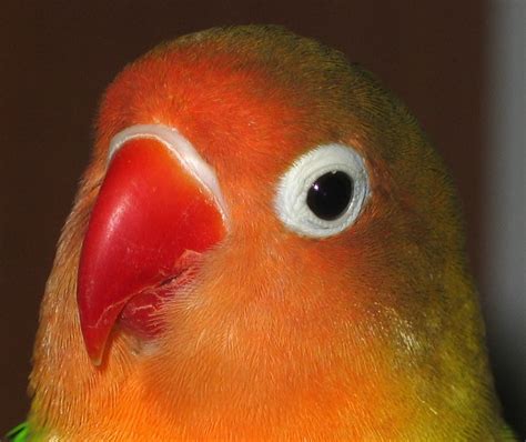 Portrait This Is My Fisher S Lovebird Lady Called Masni Peter