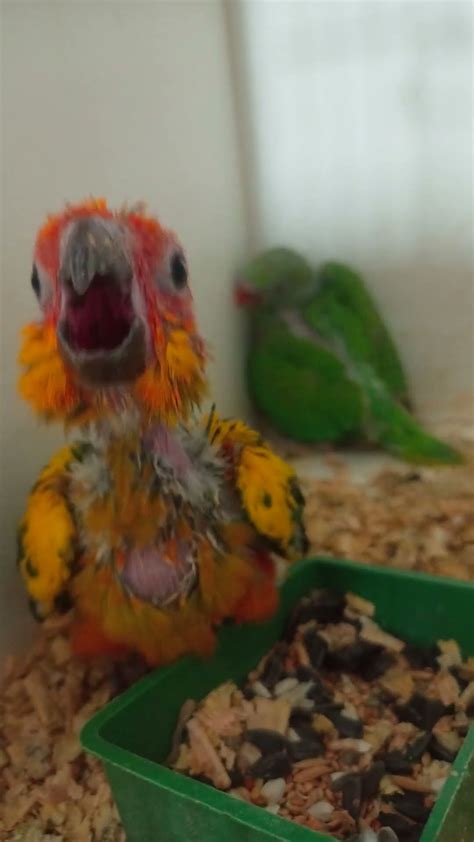 Sun Conure Chick🐥 Youtube