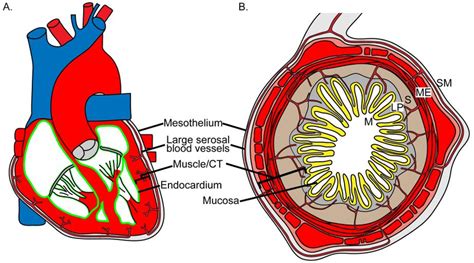 Heart Cell Diagram