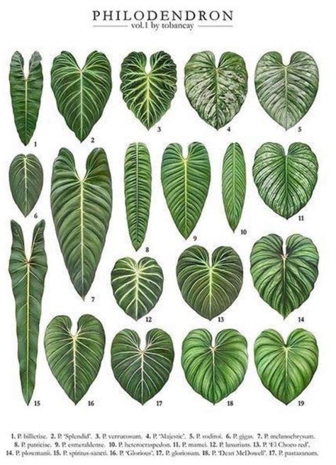 Philodendron Id Chart Philodendron Plant Plant Leaf Identification