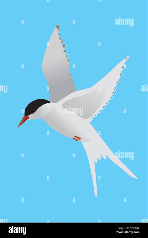 A Vector Illustration Of A Arctic Tern The Bird Is Flying In The Air