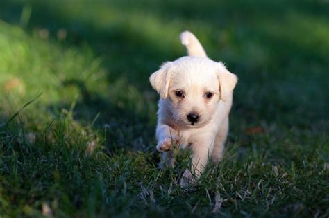 犬の全身麻酔のリスクを紹介！死亡率や対処法を徹底紹介！ ワンちゃん辞典 ワンタイム ペット情報発信サイト