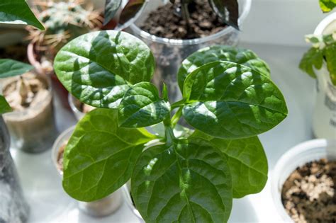 How to Grow Spinach Indoors » Top Tips for Success