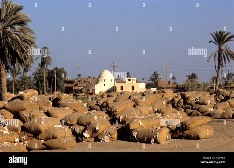 Cotton Egypt Egyptian Transport Stock Photo Alamy