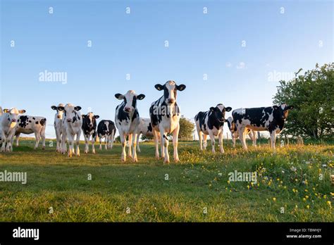 Bullock cow cattle beef hi-res stock photography and images - Alamy